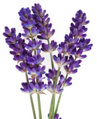 L’ANZA HCC Purple Shampoo 300ml