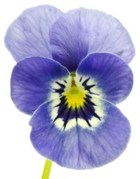 L’ANZA HCC Purple Shampoo 300ml