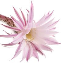 L’ANZA HV Zero Weight Gel 200ml